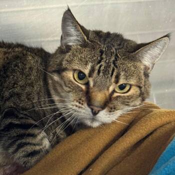 Flambe -  Domestic Short Hair Cat for Adoption in Salt Lake City, Utah - Flambe | PetCurious