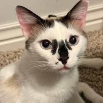 Sinatra (bonded pair w/Katniss) -  Domestic Short Hair Cat for Adoption in Tulsa, Oklahoma - Sinatra (bonded Pair W/Katniss) | PetCurious