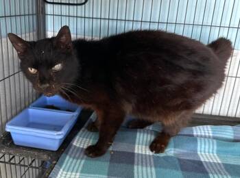 Domestic Short Hair Cats Available for Adoption - Nectar | PetCurious