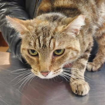 Rescue Domestic Short Hair Cats for Adoption in Merrifield, Virginia - Kai Tarkitty | PetCurious