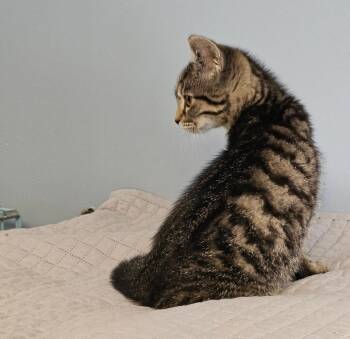 Sawyer -  Domestic Short Hair Cat for Adoption in Lovingston, Virginia - Sawyer | PetCurious