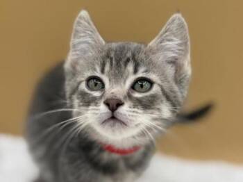 Velma -  Domestic Short Hair Cat for Adoption in Portland, Oregon - Velma | PetCurious
