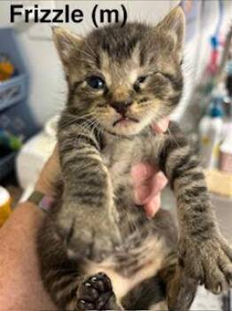 Frizzle -  Domestic Short Hair Cat for Adoption in Saugerties, New York - Frizzle | PetCurious