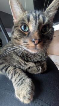 Rescue Domestic Long Hair Cats for Adoption in Minneapolis, Minnesota - Cedar / Sydney | PetCurious