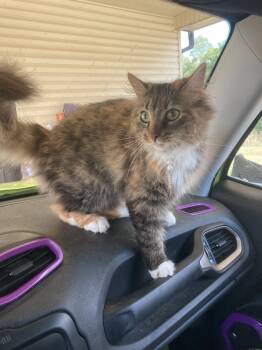 Meryl -  Domestic Long Hair Cat for Adoption in Chatham, Virginia - Meryl | PetCurious