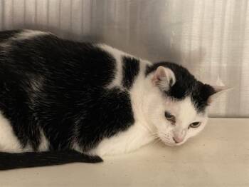 KATE -  Domestic Short Hair Cat for Adoption in Tustin, California - KATE | PetCurious