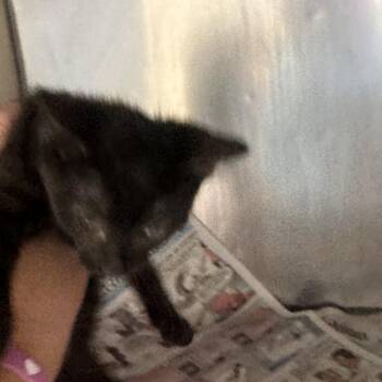 Rainy -  Domestic Short Hair Cat for Adoption in Corinth, Mississippi - Rainy | PetCurious