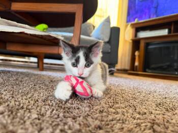 Domestic Medium Hair Cats Available for Adoption in East Lansing, Michigan - Jack | PetCurious