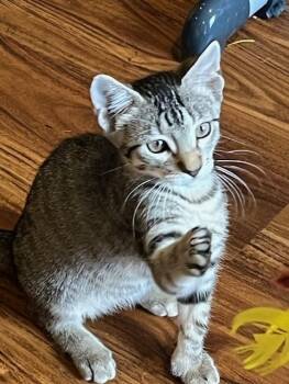 Rescue Domestic Short Hair Cats for Adoption in Magnolia, Texas - Dusty | PetCurious