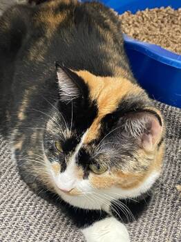 Rescue Domestic Short Hair Cats for Adoption in Pomona, New York - Elinor | PetCurious