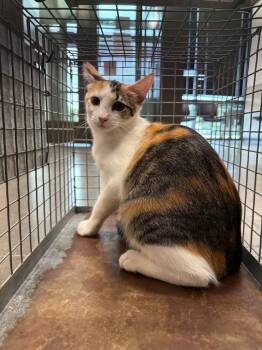 Clancy -  Domestic Short Hair Cat for Adoption in Clarksville, Tennessee - Clancy | PetCurious