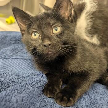 Gomez -  Domestic Short Hair Cat for Adoption in Hendersonville, North Carolina - Gomez | PetCurious