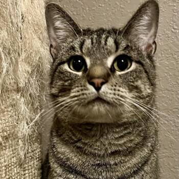 Rescue Domestic Short Hair Cats for Adoption in Tulsa, Oklahoma - Zoro | PetCurious