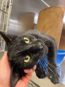 Domestic Short Hair Cats Available for Adoption - Otis Redding | PetCurious