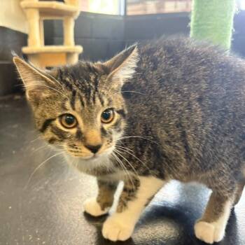 Boots -  Domestic Short Hair Cat for Adoption in Gadsden, Alabama - Boots | PetCurious