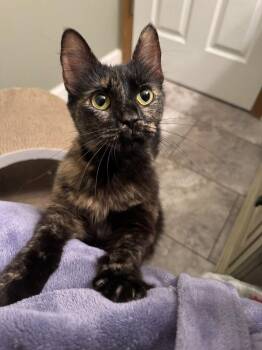 Zarina -  Domestic Medium Hair Cat for Adoption in St. Peters, Missouri - Zarina | PetCurious