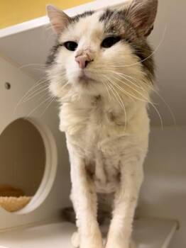 Uncle Mooch -  Domestic Medium Hair and Domestic Short Hair Cat for Adoption in Lowell, Massachusetts - Uncle Mooch | PetCurious