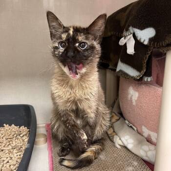 Domestic Short Hair Cats Available for Adoption in Mentor, Ohio - Algebra | PetCurious
