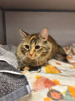 Maddy -  Domestic Long Hair Cat for Adoption in Liverpool, New York - Maddy | PetCurious