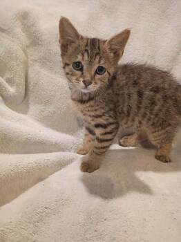 Rickie -  Domestic Short Hair Cat for Adoption in Metamora, Illinois - Rickie | PetCurious