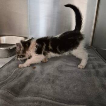 Boba Tea 8820 -  Domestic Short Hair Cat for Adoption in Columbus, Georgia - Boba Tea 8820 | PetCurious