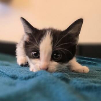Birch -  Domestic Short Hair Cat for Adoption in Oakland, California - Birch | PetCurious