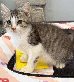 Garbanzo -  Tabby and Domestic Short Hair Cat for Adoption in Georgetown, Kentucky - Garbanzo | PetCurious