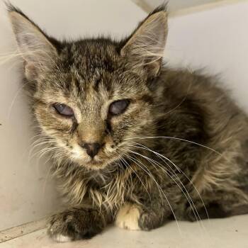 Jane Rizzoli -  Domestic Medium Hair Cat for Adoption in Saint Joseph, Missouri - Jane Rizzoli | PetCurious