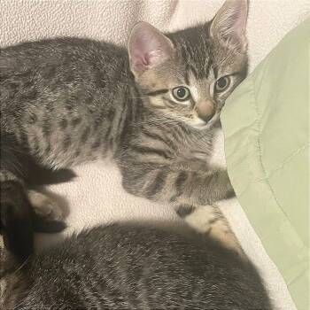 Rescue Domestic Short Hair Cats for Adoption in Washougal, Washington - Amelia | PetCurious