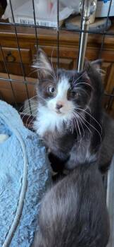 2026-89 Wizard -  Domestic Short Hair Cat for Adoption in Windsor, Connecticut - 2026-89 Wizard | PetCurious