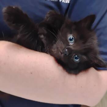 Bach -  Domestic Short Hair Cat for Adoption in Summerville, South Carolina - Bach | PetCurious
