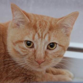 Domestic Short Hair Cats Available for Adoption in Hilliard, Ohio - Jerry | PetCurious