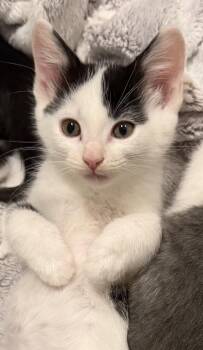 Picante -  Domestic Short Hair Cat for Adoption in Social Circle, Georgia - Picante | PetCurious