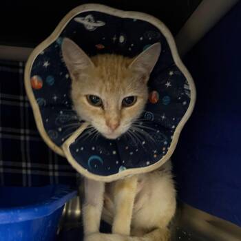 Remedy -  Domestic Short Hair Cat for Adoption in Gainesville, Florida - Remedy | PetCurious