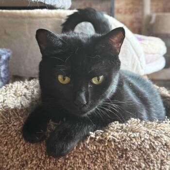 Piper -  Domestic Short Hair Cat for Adoption in Huntington, New York - Piper | PetCurious