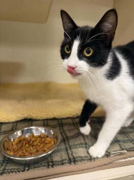 MEOWNAISE -  Domestic Short Hair Cat for Adoption in Hagerstown, Maryland - MEOWNAISE | PetCurious