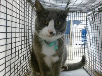 Domestic Short Hair Cats Available for Adoption in Doral, Florida - LOUISE | PetCurious