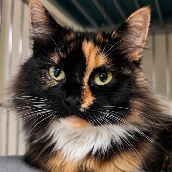 Miss Ellie -  Domestic Medium Hair Cat for Adoption in West Jefferson, Ohio - Miss Ellie | PetCurious