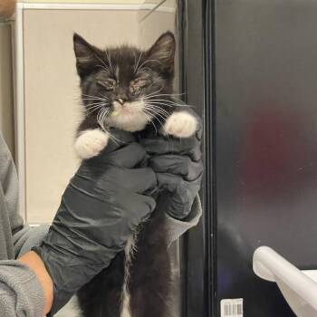 Daisy -  Domestic Short Hair Cat for Adoption in Chicago, Illinois - Daisy | PetCurious