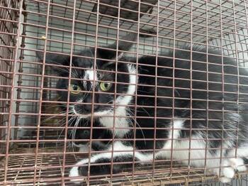 Domestic Short Hair Cats Available for Adoption in Houston, Texas - A656693 | PetCurious