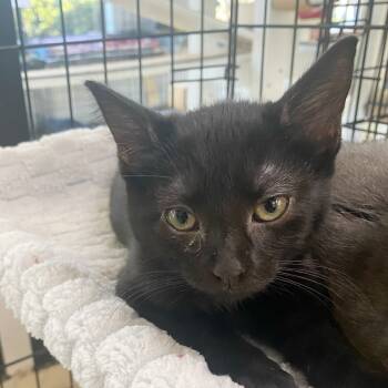 Rescue Domestic Short Hair Cats for Adoption in Riverwoods, Illinois - Puma | PetCurious