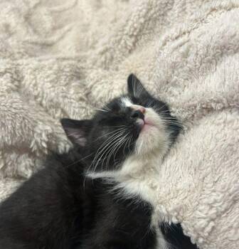 Genesis and Tara (BONDED PAIR) -  Domestic Short Hair Cat for Adoption in Verona, New Jersey - Genesis And Tara (BONDED PAIR) | PetCurious