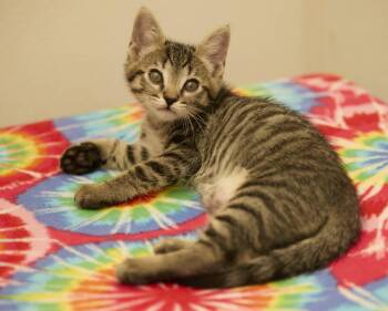 Triton -  Tabby Cat for Adoption in Santa Barbara, California - Triton | PetCurious