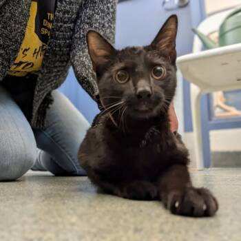 Saucy -  Domestic Short Hair Cat for Adoption in Pittsburgh, Pennsylvania - Saucy | PetCurious