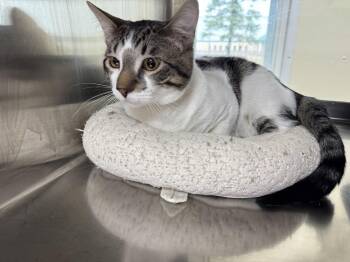 Domestic Short Hair and Tiger Cats Available for Adoption - Ziggy | PetCurious