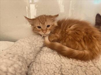 BRIGHT -  Domestic Short Hair Cat for Adoption in Santa Fe, New Mexico - BRIGHT | PetCurious