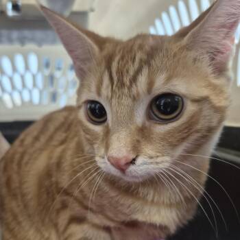 Iona -  Domestic Short Hair Cat for Adoption in Newark, New Jersey - Iona | PetCurious