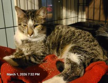 Domestic Short Hair Cats Available for Adoption - Princess  | PetCurious