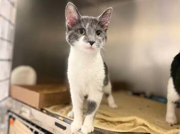 GRETCHEN -  Domestic Short Hair Cat for Adoption in Fort Wayne, Indiana - GRETCHEN | PetCurious