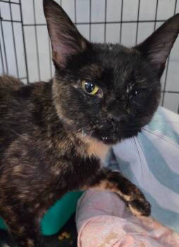 2026-92 Blackberry -  Domestic Short Hair Cat for Adoption in Windsor, Connecticut - 2026-92 Blackberry | PetCurious